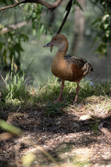 the plumed whistling duck is seeking shade