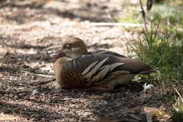 the plumed whistling duck is resting
