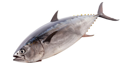 Realistic depiction of a tuna fish swimming in clear ocean waters, showcasing its streamlined body and vibrant colors