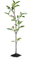 Obraz premium A solitary young plant bearing berries and green leaves isolated against a white background.
