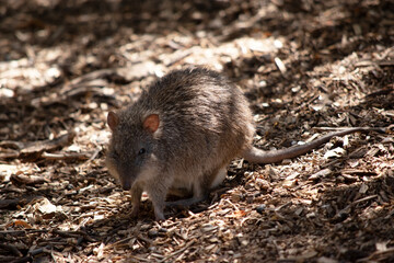 the long nosed potoroo is hiding in the shadows