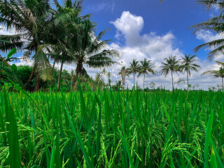 Obraz premium Vibrant Rice Paddy Field: Lush green rice paddy field under a bright blue sky, coconut palm trees framing the scene.