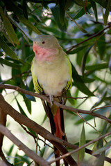 the princess Alexandras parrot is perch in a tree