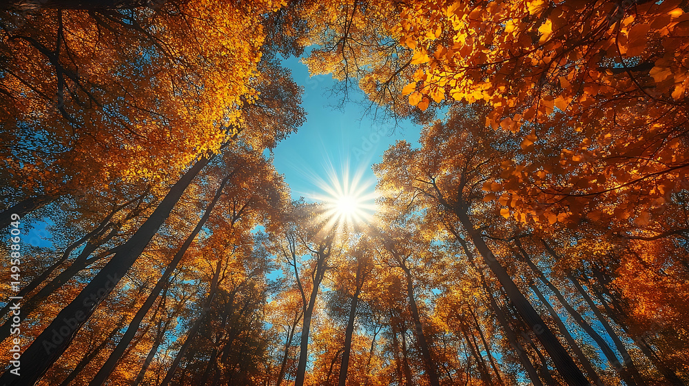Poster sunlight streams through a forest of autumn trees.
