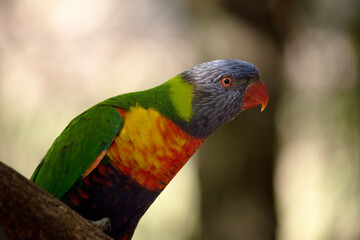 the rainbow lorikeet is perched on a branch