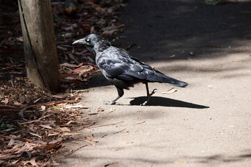 this is a side view of an Australian Raven walking