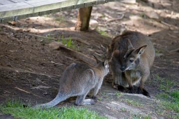 this is picture of a red necked wallaby and joey