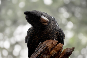 this is a close up of a female red tailed cockatoo