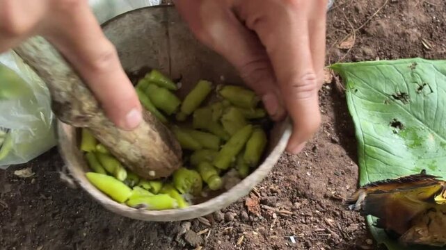 Preparing a Spicy Delicacy: Hands carefully crush green chilis in a rustic wooden bowl with a stone mortar, creating a flavorful base for an authentic dish. 