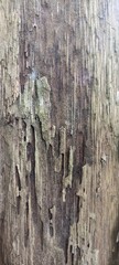 Decaying Wood Bark with Natural Peeling and Deep Grain Texture. Close-up of decayed wood bark with natural peeling, cracks, and rich texture. Ideal for rustic backgrounds or organic design themes