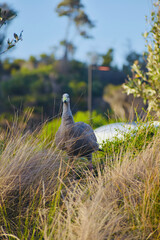 Ave Cape Barren Goose © Ro Cejas