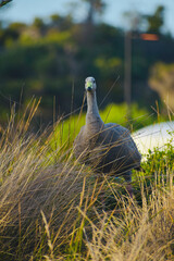 Ave Cape Barren Goose © Ro Cejas
