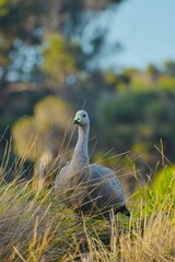 Ave Cape Barren Goose © Ro Cejas