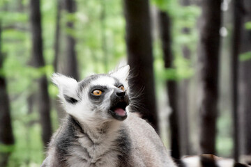 this is a close up of a ring tailed lemur