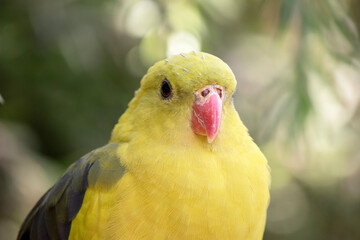 this is a close up of a male regent parrot