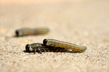 Close-up shot of the red-headed pine sawfly caterpillar.
