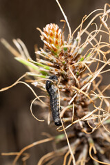 Close-up shot of the red-headed pine sawfly caterpillar.