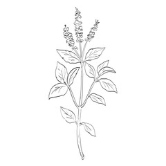 Drawing sketch style illustration of Ocimum tenuiflorum, holy basil, tulasi or tulsi plant in the family Lamiaceae used as spice herb done in black and white line art on isolated background. 
