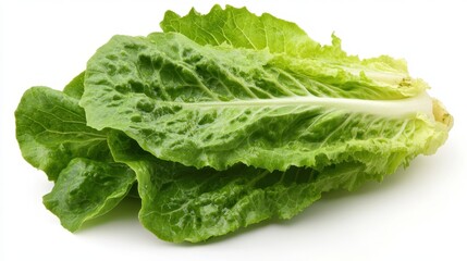 Fresh Lolo Rosso Lettuce: Vibrant Red Leaf for Healthy Salads and Vegetarian Dishes