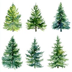 Obraz premium Handcrafted Winter Evergreen Tree Collection. Watercolor Illustrations of Isolated Holiday Fir and Pine on White Background