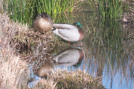 ducks on the lake