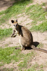 the swamp wallaby is holding a leaf