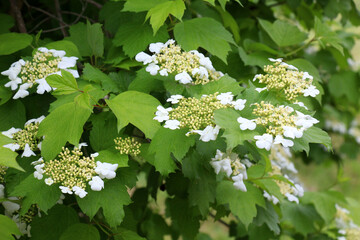 Common viburnum (Viburnum opulus) blooms in the garden