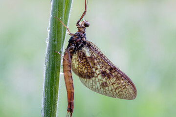 Mayfly in the morning