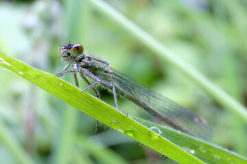 Dragonfly waiting for the sun to rise