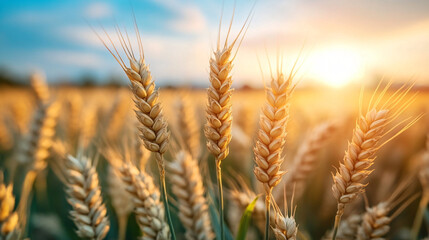 Golden Wheat Field Under Bright Sky at Sunset in Rural Landscape