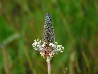 Ribwort plantain (Plantago lanceolata) is a perennial herbaceous plant found in Europe, North America, Latin America, and western Asia.