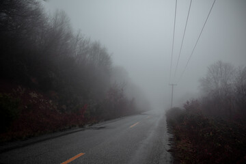 Forest Road Fog