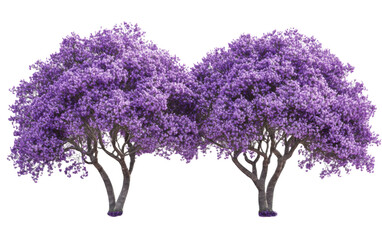 Two purple trees are standing next to each other on a white background