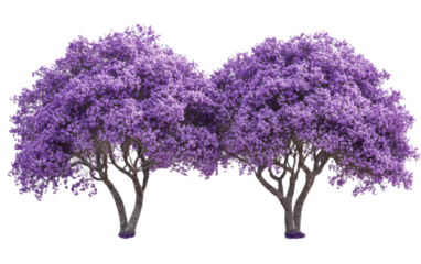 Two purple trees are standing next to each other on a white background