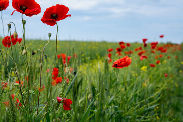 Gorgeous poppy flowers in a wheat and rapeseed field under a blue sky.