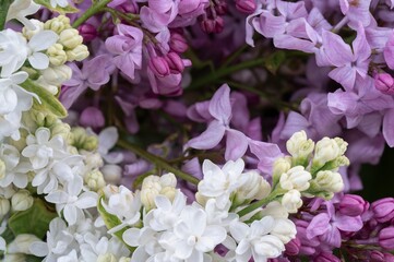 Lilac flowers from a close distance
