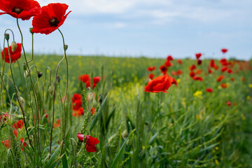Gorgeous poppy flowers in a wheat and rapeseed field under a blue sky.
