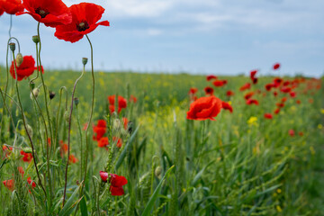 Gorgeous poppy flowers in a wheat and rapeseed field under a blue sky.