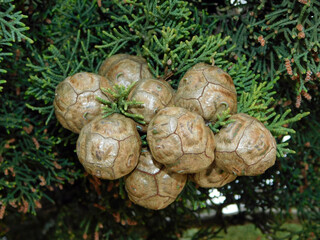 The fruit of the cypress are rounded woody cones, which open to release the winged seeds.
