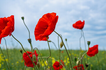 Gorgeous poppy flowers in a wheat and rapeseed field under a blue sky.