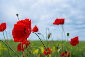 Gorgeous poppy flowers in a wheat and rapeseed field under a blue sky.