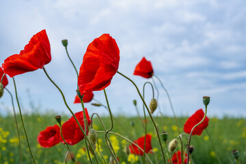 Gorgeous poppy flowers in a wheat and rapeseed field under a blue sky.