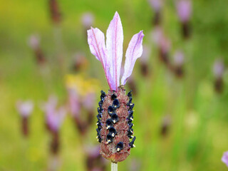 wild lavender in the forest