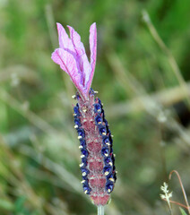 wild lavender in the forest