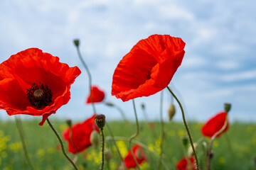 Gorgeous poppy flowers in a wheat and rapeseed field under a blue sky.