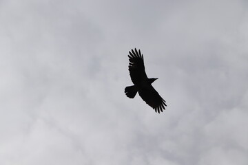 flying crow
