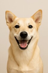 Happy dog with bright smile captured in studio setting with neutral background during indoor session