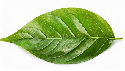 Obraz premium close up green leaves isolated on white