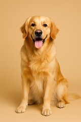 Golden retriever sitting confidently on a neutral background with a joyful expression