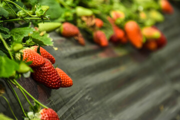 Greenhouse farms in state of Jijel, Algeria, growing vegetables cultivation in Africa, agriculture in North Africa, planting fresh fruits, vegetable production in greenhouses, glasshouse hothouse.